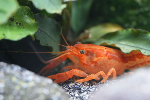 Orangener Zwergkrebs CPO im Aquarium unter einer Bucephalandra