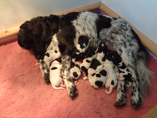 Isolde with her just born litter of 9