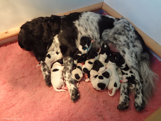 Isolde met haar net geboren nest van 9 puppen