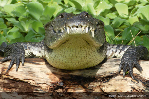 Crocodile