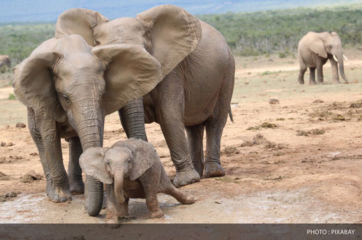 Éléphants