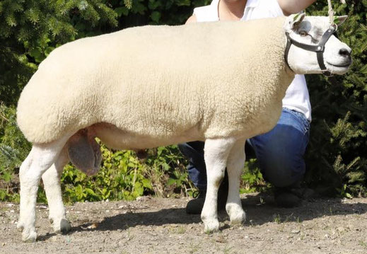 Texelaar Texel Schapenfokker Schaap Schapen NSFO TSNH E. de Haan edehaan