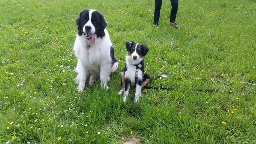 Hope, Landseer mit Ella, Australian Shepherd 