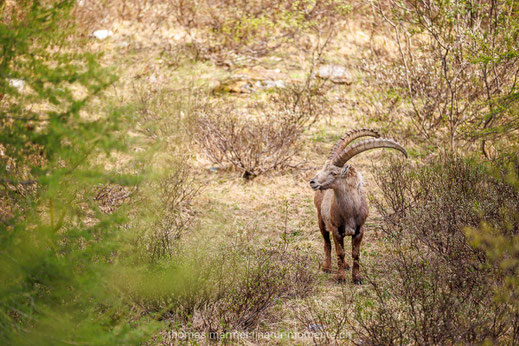 Alpen-Steinbock