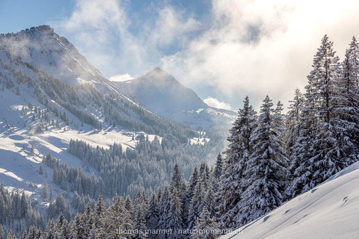 Winter, Wald, Schnee, Sonne