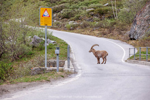 Steinbock auf der Strasse