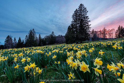 Gelbe Narzissen, Osterglocken, Aprilglocken, Frühling, Jura