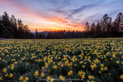 Gelbe Narzissen, Osterglocken, Aprilglocken, Frühling, Jura