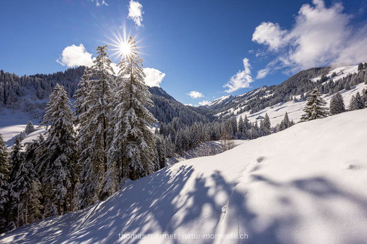 Winter, Wald, Schnee, Sonne