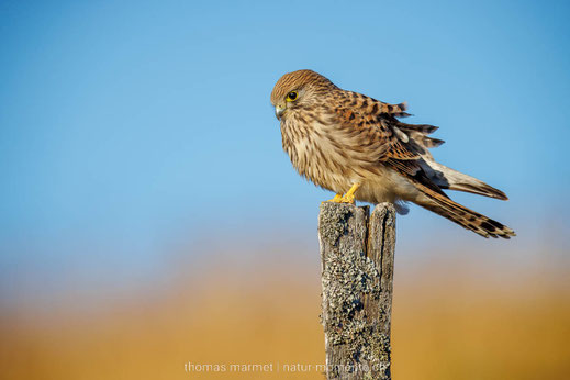 Turmfalke, Vogesen