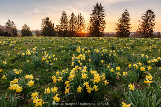 Gelbe Narzissen, Osterglocken, Aprilglocken, Frühling, Jura