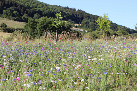 Blühende Landschaft in Niedersayn im Westerwald