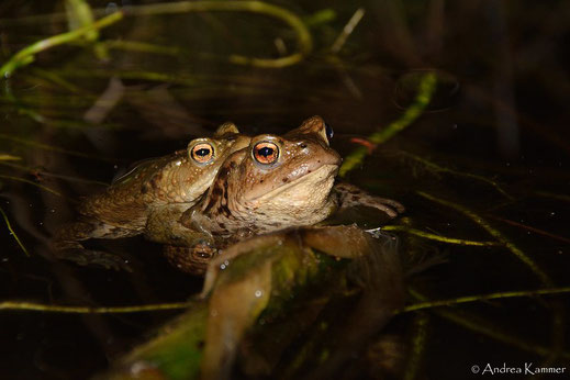 Ein Erdkröten-Paar im Gartenteich (Foto: Andrea Kammer)