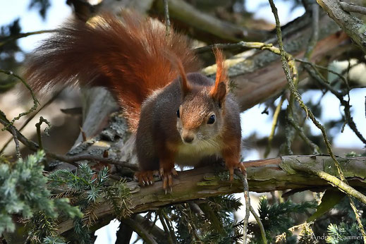 Eichhörnchen mit Unschuldsmiene (Foto: Andrea Kammer)