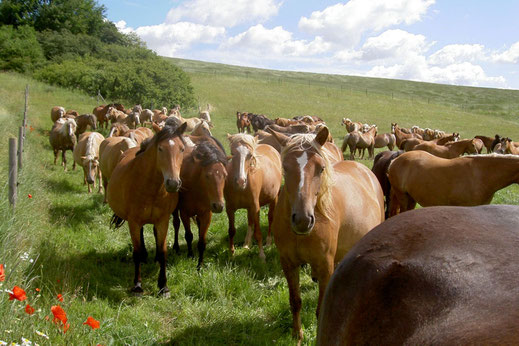 Foto: djd/www.stutenmilch.de
