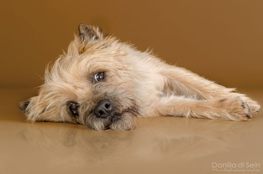 Hundefotografie Indoor, Studio - Daniila di Sein, Zürcher Oberland