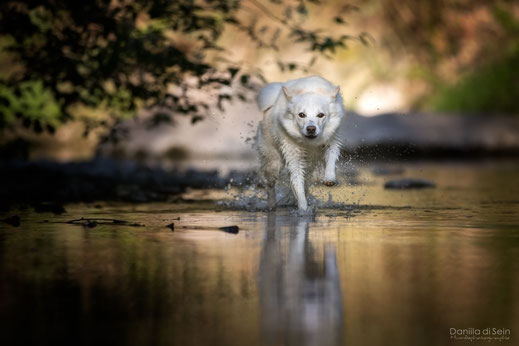 Islandhund - Icelandic Sheepdog rennt im Wasser