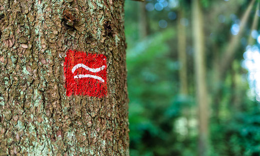 Nahaufnahme eines Baumstamms mit aufgemaltem Rothaarsteig-Wandersymbol