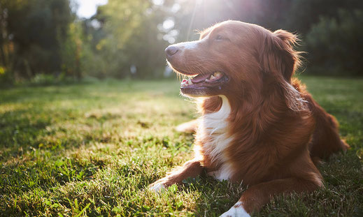 Hund liegt auf einer Wiese im Sonnenlicht mit Wald im Hintergrund
