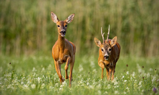 Reh und Rehbock laufen über eine Wiese frontal auf den Betrachter zu