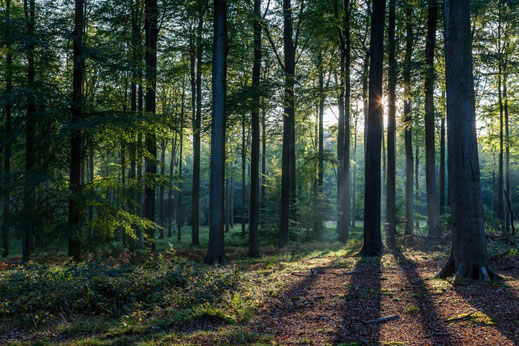 week-end Pilates en foret