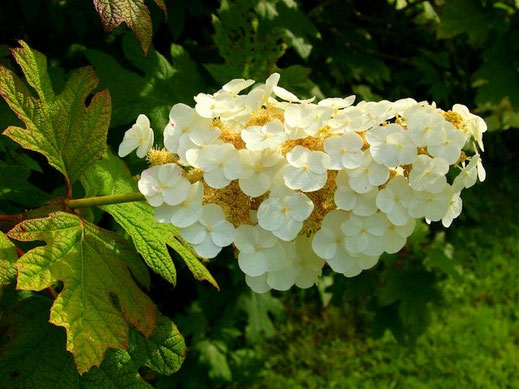 Visitez les beaux jardins dans le pays de Fougères