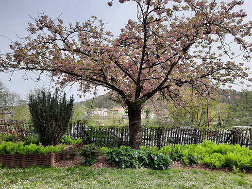 Très beau cerisier du Japon au fond du jardin de la Chapelle des Basmes en fleur début avril
