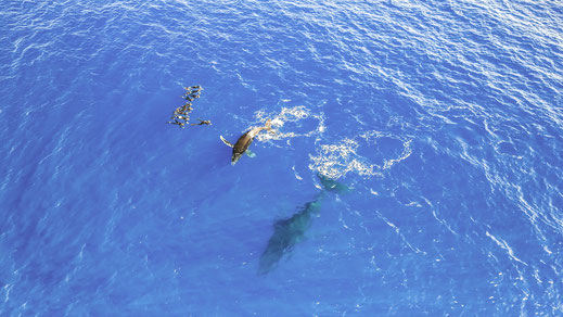 Observation passive dans l'eau de baleines à la Réunion avec les spécialistes des cétacés