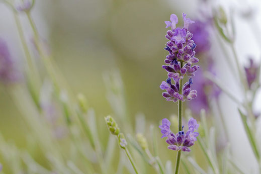 Lavendelblüte © Jutta M. Jenning ♦ www.mjpics.de