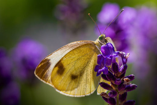 Kohlweißling an Lavendel ♦ Makrofotos downloaden bei www.mjpics.de