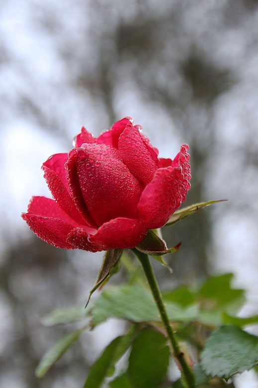 Rote einzelne Strauchrose mit feinen Regentropfen hochkant