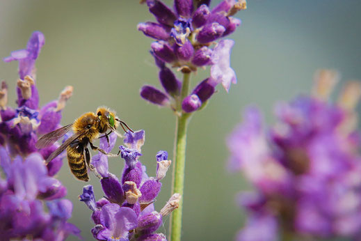 Kleine Wildbiene mit smaragdgrünen Augen an Lavendel © www.mjpics.de