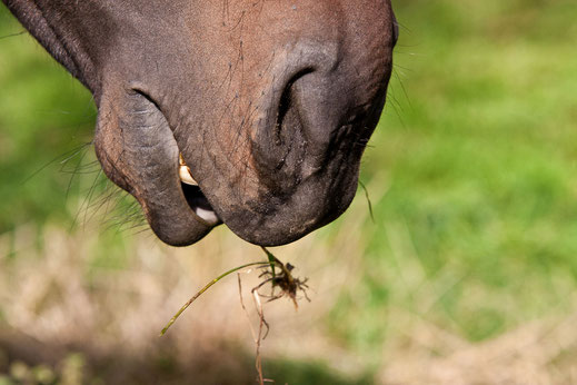 perd-frisst-gras-maul-nuestern