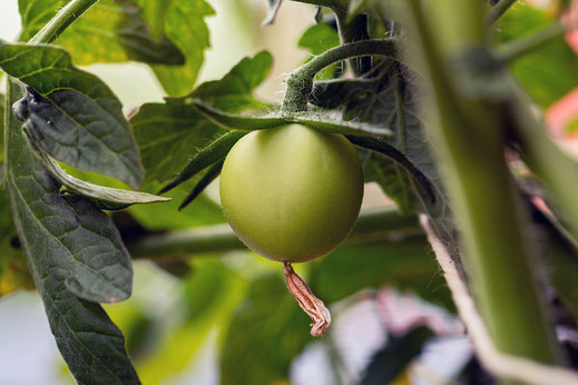 Erste Tomate am Strauch