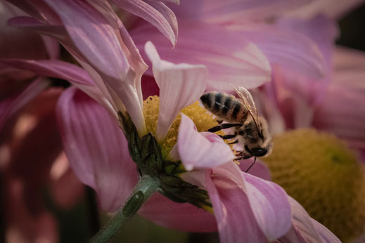 Biene saugt Nektar an Chrysantheme © Jutta M. Jenning ♦ mjpics.de