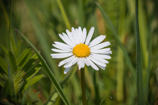 Gänseblümchen © Jutta M. Jenning