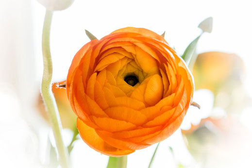 Ranunkel - Blüte in sattem Orange mit weisser Vignette