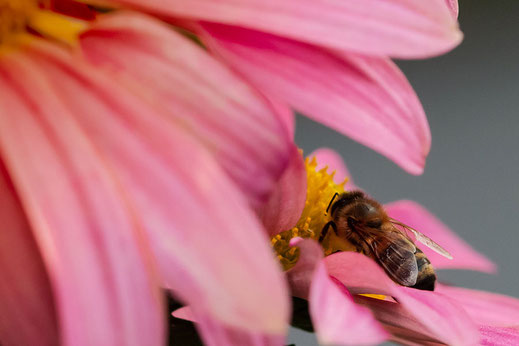 Biene auf rosafarbener Chrysantheme © Jutta M. Jenning ♦ ww.mjpics.de