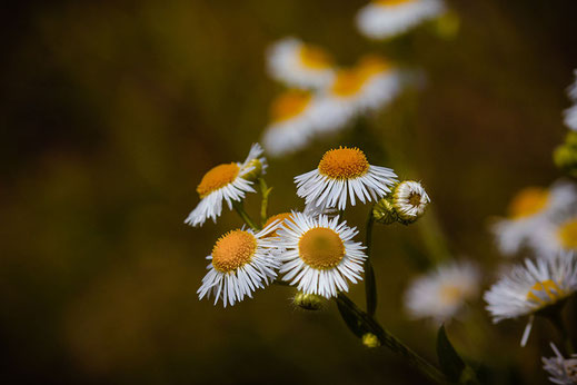 Weißer Feinstrahl-Pflanze mit weißen Blüten