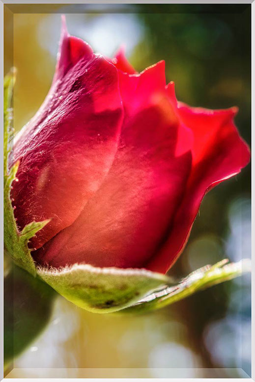 Rote Rose mit Bokeh Hintergrund