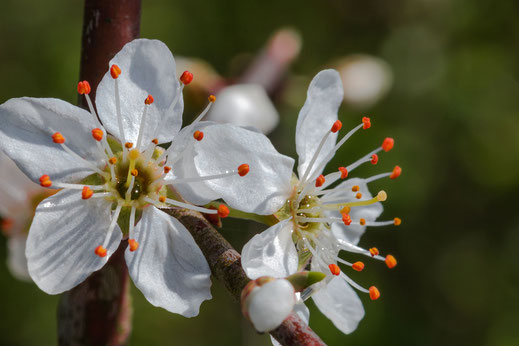 Weißdornblüten copyright Jutta M. Jenning