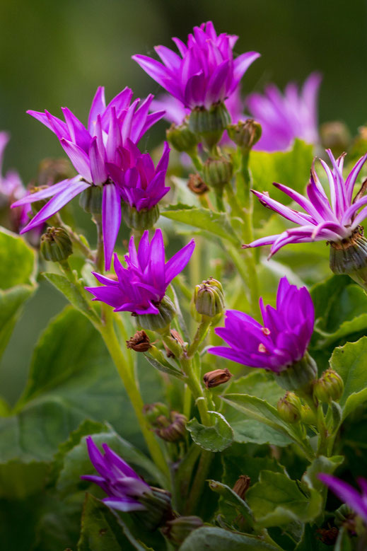 Senetti-lilafarbene Aschenblume mit vilen Blüten