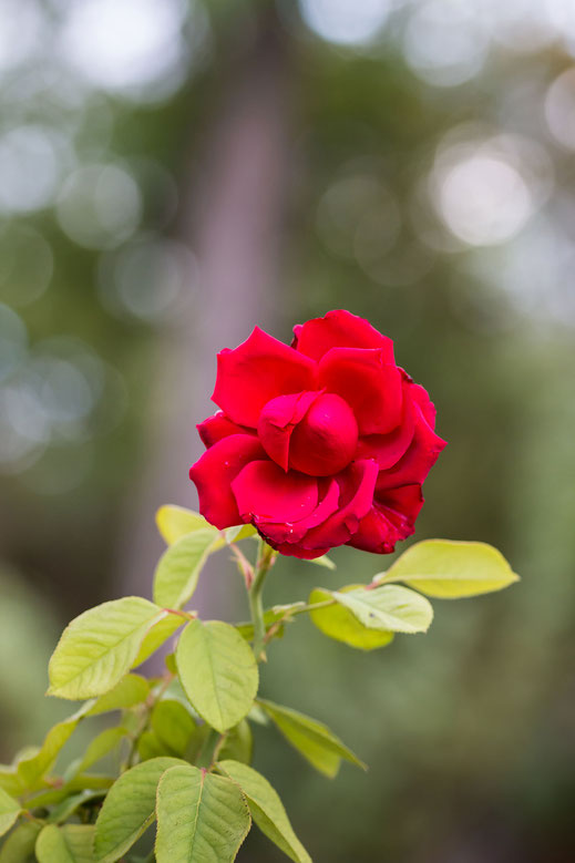 Wunderschöne rot blühende Freilandrose mit Bokeh-hochkant