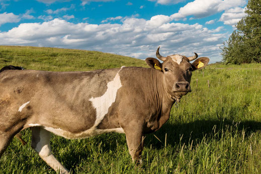 Kuh-Rind-auf-der-Sommerweide