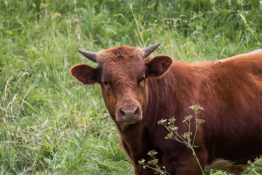 junger-stier-auf-der-wiese