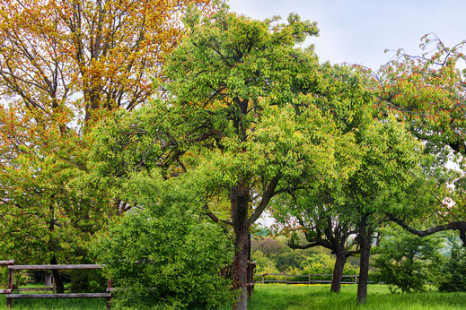 natur-baeume-streuobstwiese