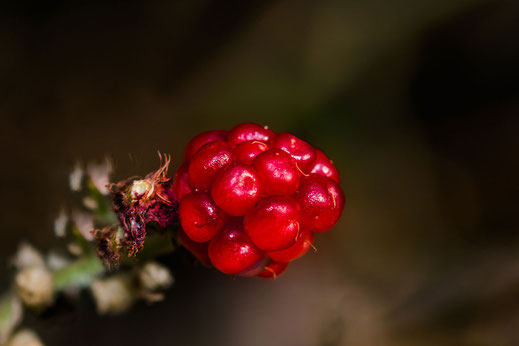 rote-brombeere