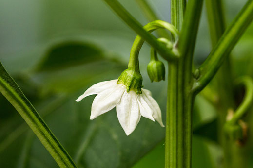 Chiliblüte am Strauch