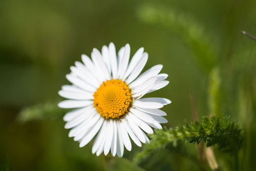 Gänseblümchen-macro mit großer Blende © Jutta M. Jenning