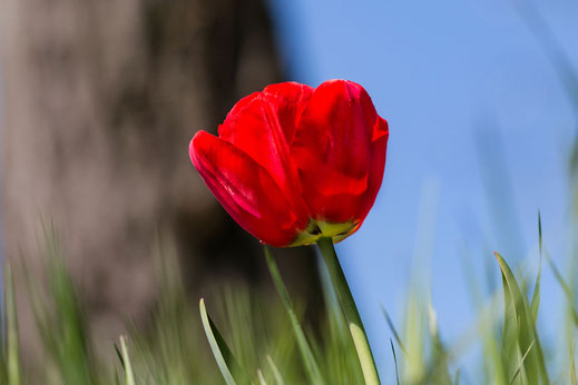 Rote Tulpe auf der Wiese © Jutta M. Jenning